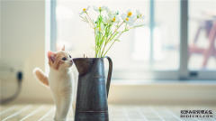 古易方一周生肖运势 每日宜忌（11.